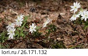 Ветреница алтайская / Anemone altaica flowers in spring siberian forest. Стоковое видео, видеограф Сергей Пристяжнюк (Serg Zastavkin) / Фотобанк Лори