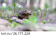 Серая жаба / Bufo bufo or European toad sitting in spring forest. Стоковое видео, видеограф Сергей Пристяжнюк (Serg Zastavkin) / Фотобанк Лори