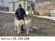 Мужчина держит щенков САО на поводке. Стоковое фото, фотограф Светлана Попова / Фотобанк Лори