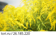 Yellow flowers on a spring meadow. Стоковое видео, видеограф Happy Letters / Фотобанк Лори