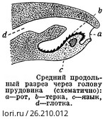 Средний продольный разрез через голову прудовика. Брюхоногие. Стоковая иллюстрация, иллюстратор Макаров Алексей / Фотобанк Лори
