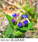 Медуница мягчайшая ( лат. Pulmonaria mollis ). Цветущее растение и Шмель ( лат. Bombus ) собирающий нектар. Стоковое фото, фотограф Евгений Мухортов / Фотобанк Лори