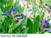 Медуница мягчайшая ( лат. Pulmonaria mollis ). Цветущее растение и Шмель ( лат. Bombus ) собирающий нектар. Стоковое фото, фотограф Евгений Мухортов / Фотобанк Лори