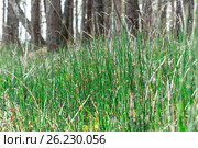 Заросли у озера Хвоща зимующего ( лат. Equisetum hyemale ) Стоковое фото, фотограф Евгений Мухортов / Фотобанк Лори