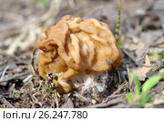 Строчок обыкновенный (лат. Gyromitra esculenta) в лесу. Стоковое фото, фотограф Елена Коромыслова / Фотобанк Лори