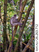 Dusky leaf monkey (2014 год). Стоковое фото, фотограф Татьяна Карасева / Фотобанк Лори