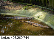 Two crocodiles. Стоковое фото, фотограф Татьяна Карасева / Фотобанк Лори