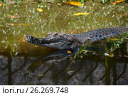 False gharial. Стоковое фото, фотограф Татьяна Карасева / Фотобанк Лори