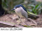 Black-crowned night heron. Стоковое фото, фотограф Татьяна Карасева / Фотобанк Лори