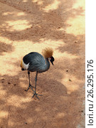 Восточный венценосный журавль (Balearica regulorum) Стоковое фото, фотограф Вадим Хомяков / Фотобанк Лори