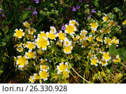 Лимнантовые - Poached egg plant или Лимнантес Дугласа цветы. Стоковое фото, фотограф Татьяна Кахилл / Фотобанк Лори