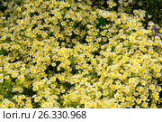Лимнантовые - Poached egg plant или Лимнантес Дугласа цветы. Стоковое фото, фотограф Татьяна Кахилл / Фотобанк Лори