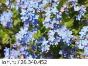 Цветение незабудки. Стоковое фото, фотограф Наташа Антонова / Фотобанк Лори