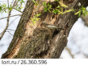 Дрозд рябинник кормит птенцов дождевыми червями. Стоковое фото, фотограф Юлия Бабкина / Фотобанк Лори