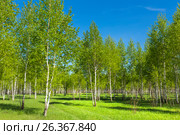 Листопадное дерево берёза (лат. Betula). Дорога через берёзовый околок. Новосибирская область, Сибирь, Россия. Стоковое фото, фотограф Евгений Мухортов / Фотобанк Лори