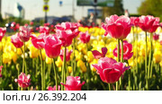 Тюльпаны покачивающиеся на ветру на московском газоне. Pink tulips swaying in the wind close up. Стоковое видео, видеограф Георгий Дзюра / Фотобанк Лори