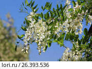 Цветущие ветки робинии ложноакациевой. Robinia pseudoacia. Белая акация. Стоковое фото, фотограф Михаил Старшов / Фотобанк Лори