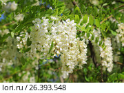 Цветущие ветки робинии ложноакациевой. Robinia pseudoacia. Белая акация. Стоковое фото, фотограф Михаил Старшов / Фотобанк Лори