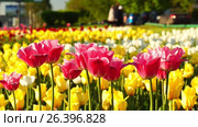 Разноцветные тюльпаны покачивающиеся на ветру на московском газоне. Pink tulips swaying in the wind close up. Стоковое видео, видеограф Георгий Дзюра / Фотобанк Лори