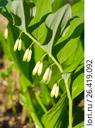 Цветущая купена многоцветковая (лат. Polygonatum multiflorum) Стоковое фото, фотограф Елена Коромыслова / Фотобанк Лори