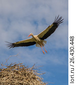 The cute stork flies majestically over the nest. Стоковое фото, фотограф Дмитрий Петраков / Фотобанк Лори