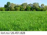 Green meadow with yellow flowers and trees (2013 год). Редакционное фото, фотограф Анна Мартынова / Фотобанк Лори