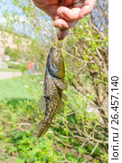 Пойманный головешка-ротан (Perccottus glenii) в руке рыбака. Стоковое фото, фотограф Алёшина Оксана / Фотобанк Лори
