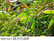 hakea laurina leaves outdoors. Стоковое фото, фотограф Яков Филимонов / Фотобанк Лори