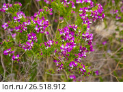 polygala myrtifolia flowers. Стоковое фото, фотограф Яков Филимонов / Фотобанк Лори