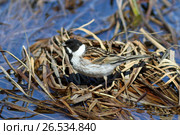 Тростниковая овсянка, камышовая овсянка или камышник (лат. Emberiza schoeniclus). Птица на берегу водоема, Ямало-Ненецкий автономный округ. Стоковое фото, фотограф Григорий Писоцкий / Фотобанк Лори