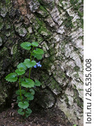 Будра плющевидная (Glechoma hederacea) Стоковое фото, фотограф Александр Курлович / Фотобанк Лори
