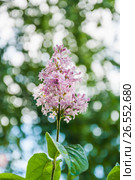 Бледно розовая венгерская сирень (Syringa josikaea) Стоковое фото, фотограф Алёшина Оксана / Фотобанк Лори