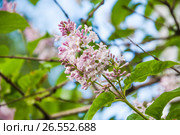 Ветка венгерской сирени (Syringa josikaea) бледно розовой. Стоковое фото, фотограф Алёшина Оксана / Фотобанк Лори