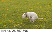 The dog shit's on the lawn. Стоковое видео, видеограф Илья Шаматура / Фотобанк Лори