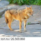 Golden jackal (Canis aureus) Стоковое фото, фотограф Валерия Попова / Фотобанк Лори