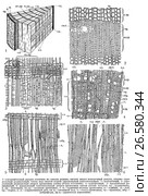 Строение древесины. Стоковая иллюстрация, иллюстратор Макаров Алексей / Фотобанк Лори