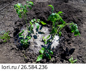 Свежепосаженные помидорные кусты обильно залиты водой. Стоковое фото, фотограф Вячеслав Палес / Фотобанк Лори