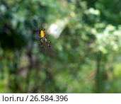 Кругопряд-нефил Nephila clavipes. Эти пауки плетут самые большие паутины. Стоковое фото, фотограф Ирина Кожемякина / Фотобанк Лори