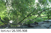 View of growing tree and snag underneath it. Стоковое видео, видеограф Гурьянов Андрей / Фотобанк Лори