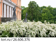 Кусты спиреи перед Михайловским замком. Санкт-Петербург (2017 год). Редакционное фото, фотограф Александр Щепин / Фотобанк Лори