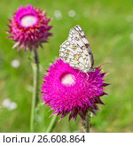 Дневная бабочка Пестроглазка русская ( лат. Melanargia russiae ). Бабочка на цветке Чертополоха Тёрмера ( чертополох thoermeri Weinm. ) Стоковое фото, фотограф Евгений Мухортов / Фотобанк Лори