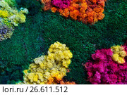 Nature multicolored background. Стоковое фото, фотограф Яков Филимонов / Фотобанк Лори