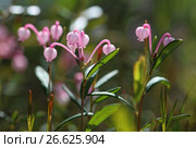 Подбел многолистный (Andromeda polifolia). Цветение растения летом, Ямало-Ненецкий автономный округ. Стоковое фото, фотограф Григорий Писоцкий / Фотобанк Лори