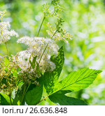 Лабазник вязолистный (Latin name Filipendula ulmaria). Дикорастущее лекарственное растение Сибири. Стоковое фото, фотограф Евгений Мухортов / Фотобанк Лори