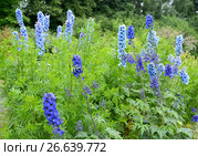 Цветущие растения живокости высокой (Delphinium elatum L.) разных сортов. Стоковое фото, фотограф Ирина Борсученко / Фотобанк Лори