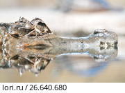 Крокодиловый кайман аллигатор. Стоковое фото, фотограф Parmenov Pavel / Фотобанк Лори