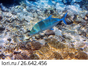 Jack fish (Caranx lugubris) over a coral reef, the Indian Ocean (2010 год). Стоковое фото, фотограф Куликов Константин / Фотобанк Лори
