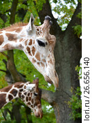 Два сетчатых жирафа  (Giraffa camelopardalis reticulata Linnaeus), портрет в профиль. Стоковое фото, фотограф Ирина Борсученко / Фотобанк Лори