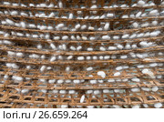 Many silk cocoons on bamboo racks. Стоковое фото, фотограф Александр Подшивалов / Фотобанк Лори