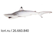 Рифовая чернопёрая акула (Carcharhinus limbatus) с открытым ртом.  Изолировано на белом фоне. Стоковое фото, фотограф Ирина Кожемякина / Фотобанк Лори